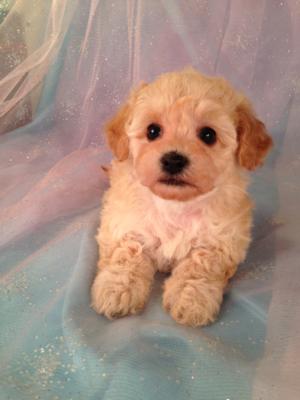Female Apricot Poodle Bichon mix for sale #2 Born April 5th 2013|E-Z Pick up for Minnesota,Illinois, and Wisconsin